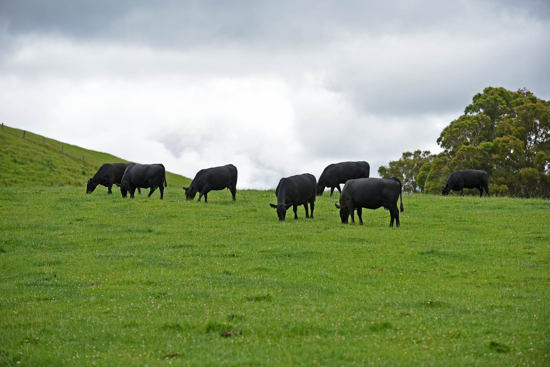 Premium Angus Cattle