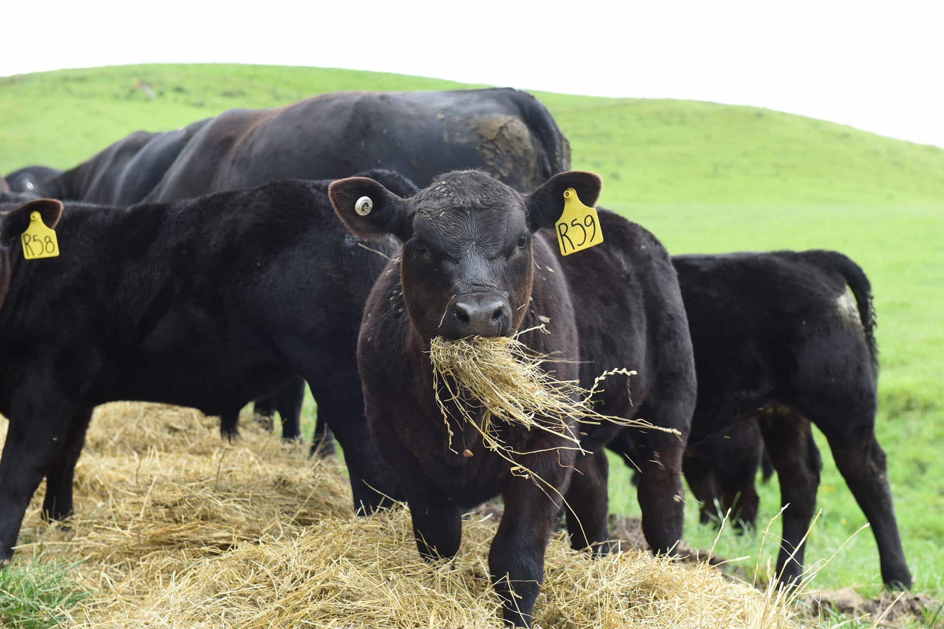 Premium Angus Cattle