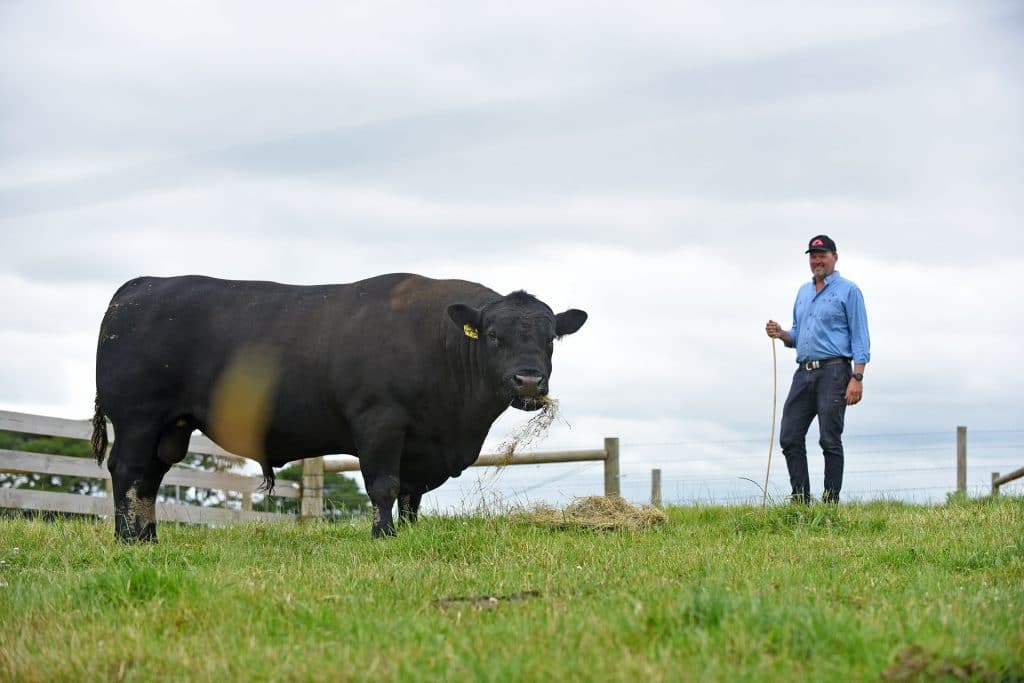Premium Angus Cattle