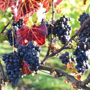2019 Vintage - Pinot Noir